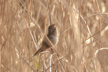 Recent Sightings 1st - 7th May